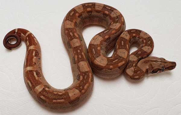 RED HYPO AZTEC POSSIBLE HET T 66% BOA CONSTRICTOR