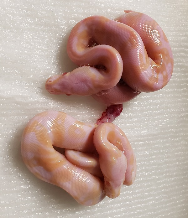 TWIN PASTEL CANDINO  PYTHON REGIUS