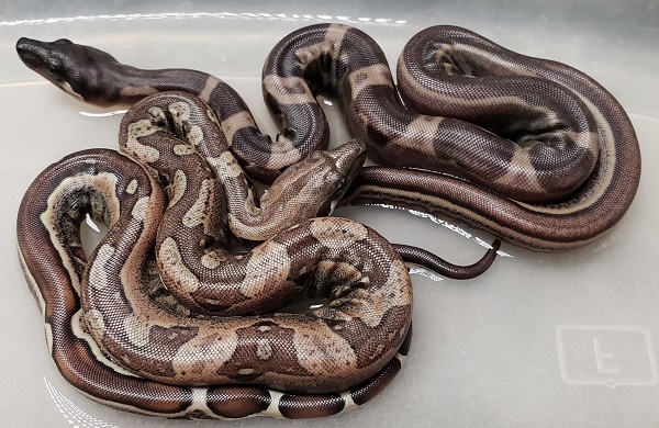 IMG MOTLEY JUNGLE HET T M AND IMG JUNGLE HET T M BOA CONSTRICTOR VPI 2020 THEN IMG MOTLEY JUNGLE HET T M AND IMG JUNGLE HET T M BOA CONSTRICTOR VPI 2020 THEN