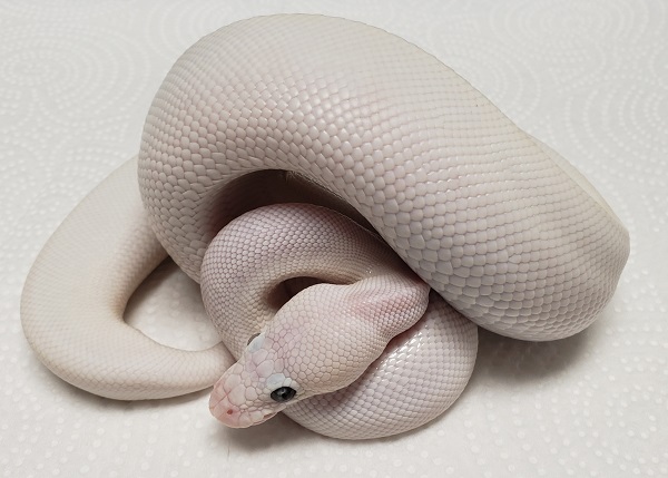 BEL BAMBOO LESSER M PYTHON REGIUS