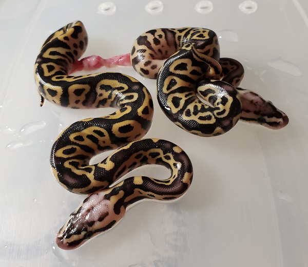 PASTEL LEOPARD YB OR GRAVEL 100 HET CLOWN TWINS PYTHON REGIUS PASTEL LEOPARD YB OR GRAVEL 100 HET CLOWN TWINS PYTHON REGIUS