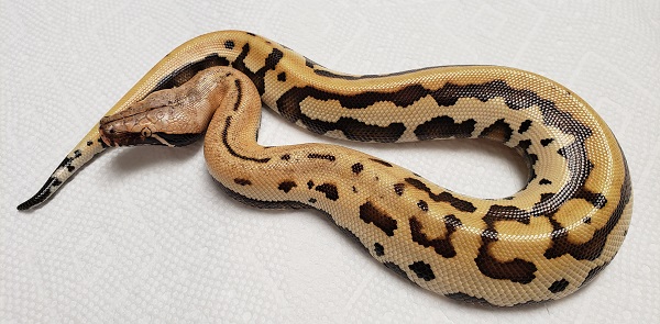 GOLDEN EYE F PYTHON BRONGERSMAI