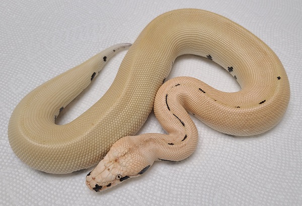 MAGPIE HET RED ALBINO T+ 1.0 PYTHON BRONGERSMAI VPI 2021 MAGPIE HET RED ALBINO T+ 1.0 PYTHON BRONGERSMAI VPI 2021
