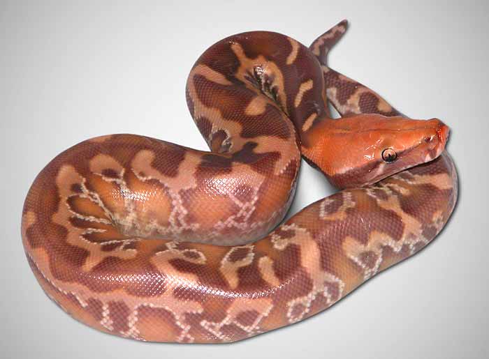 hatchling caramel-albino neonate caramel-albino