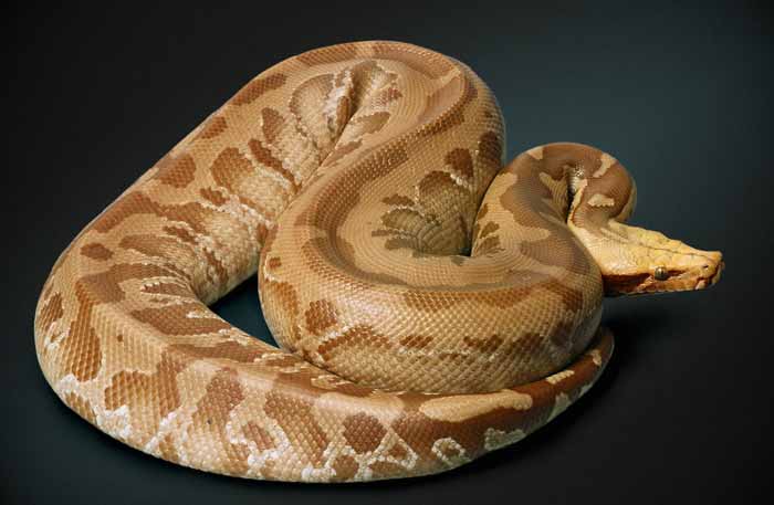 VPI caramel-albino adult VPI caramel-albino adult