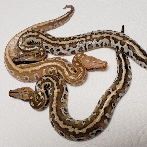 ALBINO T+ ZZ AND SUPER ZZ PYTHON BRONGERSMAI