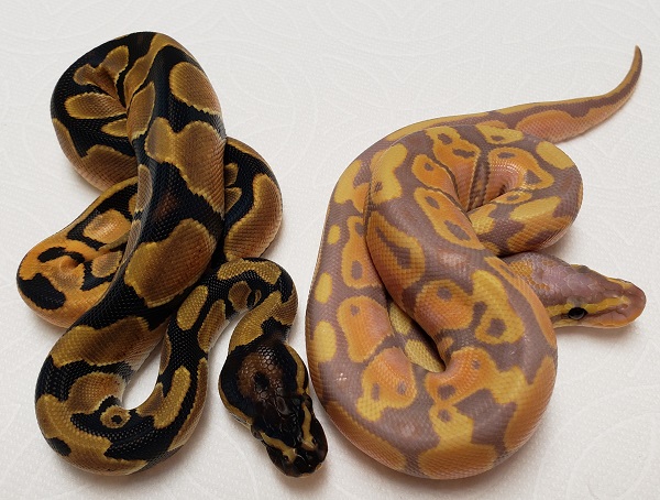 ORANGE DREAM HET PIED F 1 AND BANANA ORANGE DREAM HET PIED M 1 ORANGE DREAM HET PIED F 1 AND BANANA ORANGE DREAM HET PIED M 1