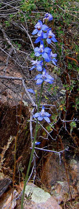 Lark spur