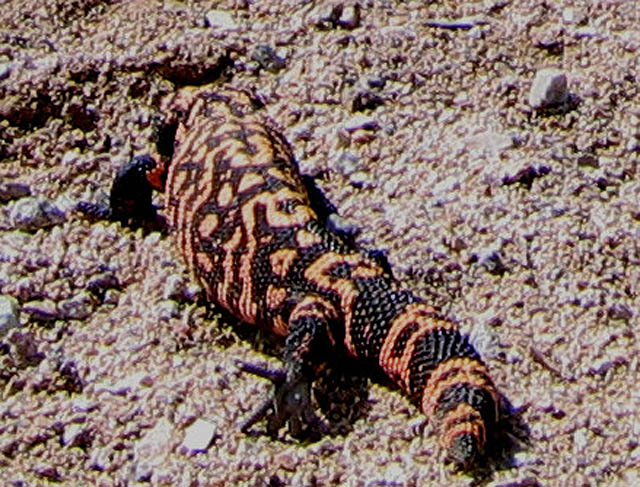 April Canyon Gila monster
