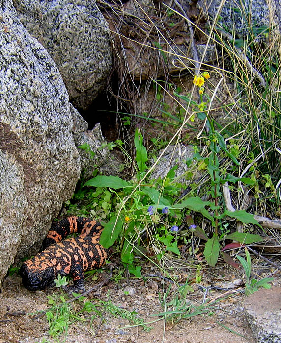 April Canyon Gila monster