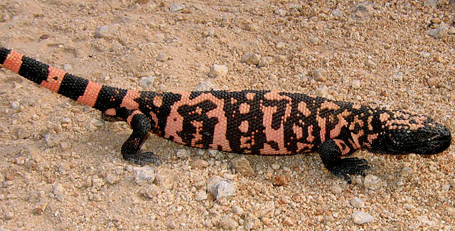 April Canyon Gila monster