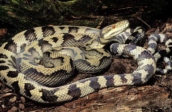 Halmahera Python